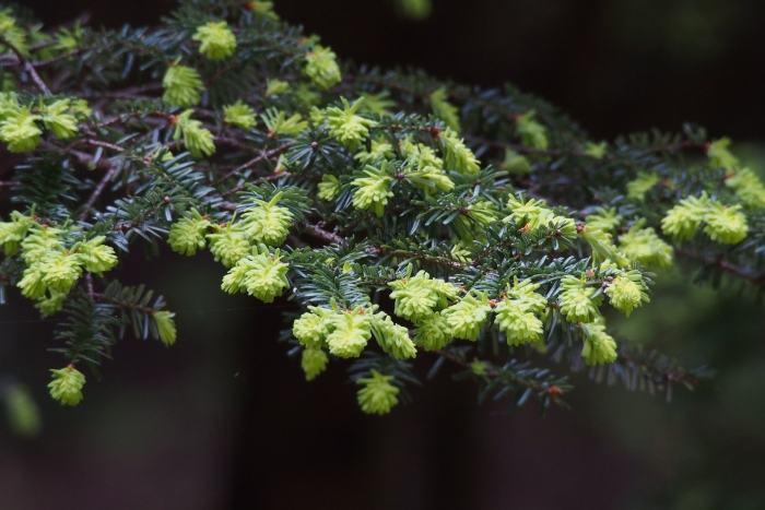 Tsuga diversifolia image