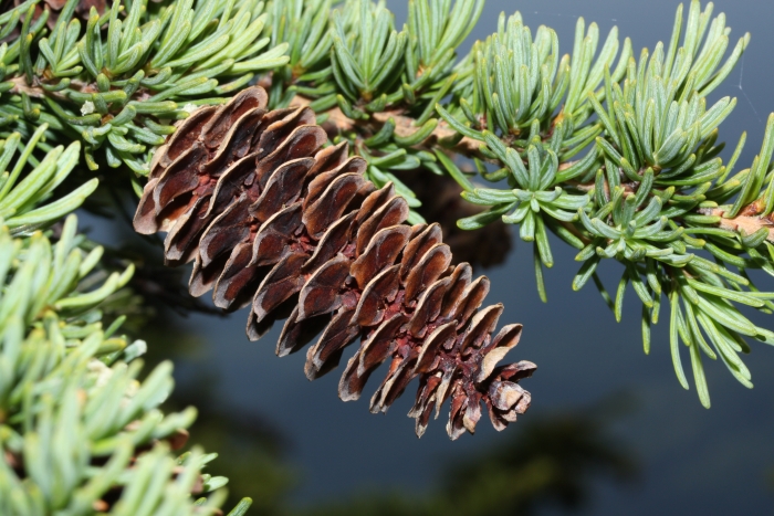 Tsuga mertensiana image