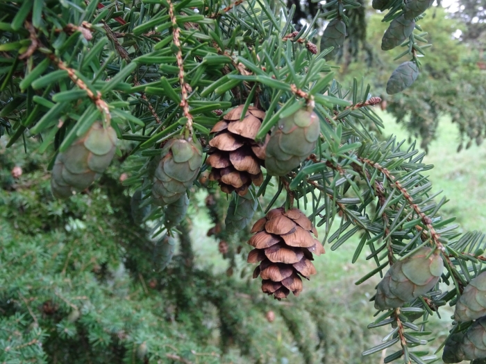 Tsuga sieboldii image