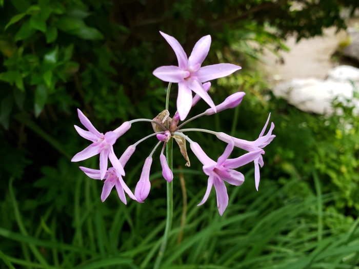 Tulbaghia violacea image