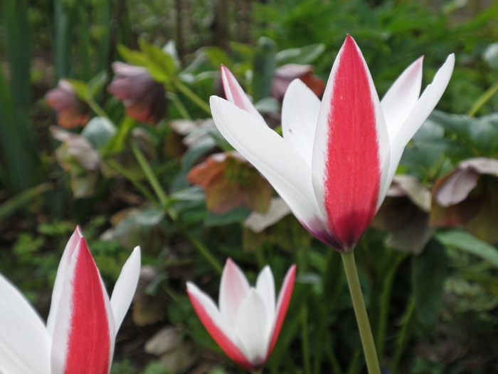 Tulipa clusiana image