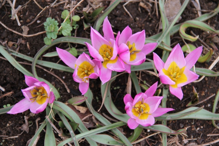 Tulipa humilis image