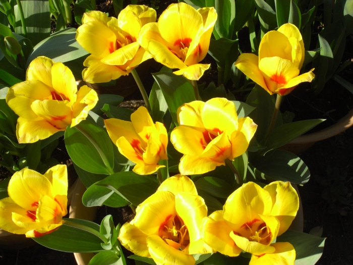 Tulipa kaufmanniana image