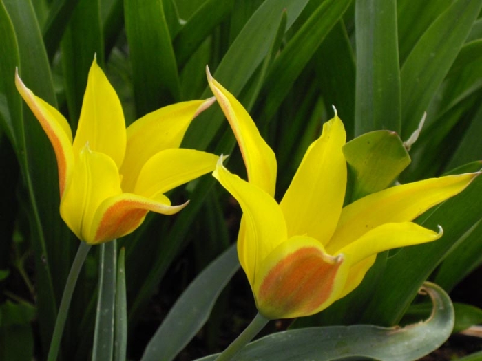 Tulipa kolpakowskiana image
