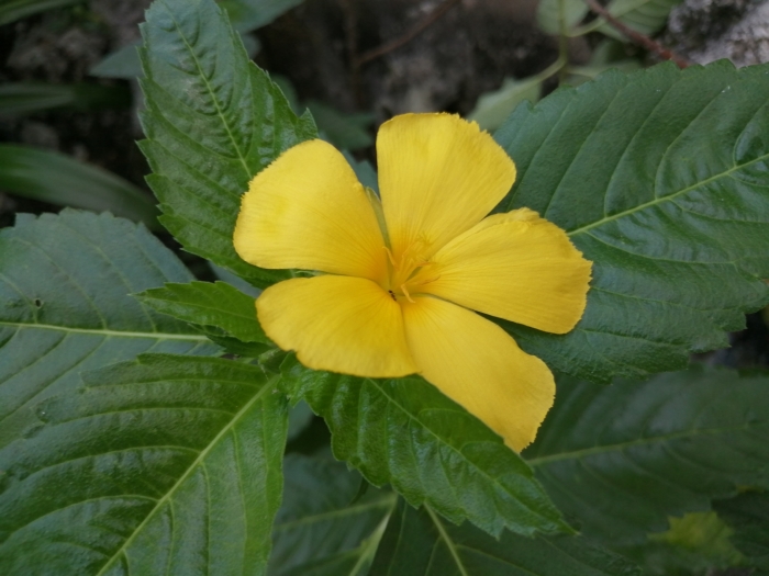 Turnera ulmifolia image