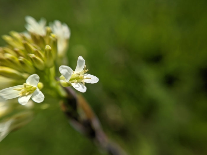Turritis glabra image