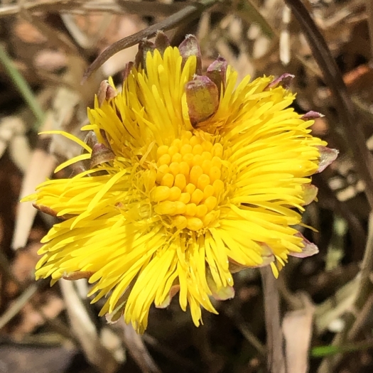 Tussilago farfara image