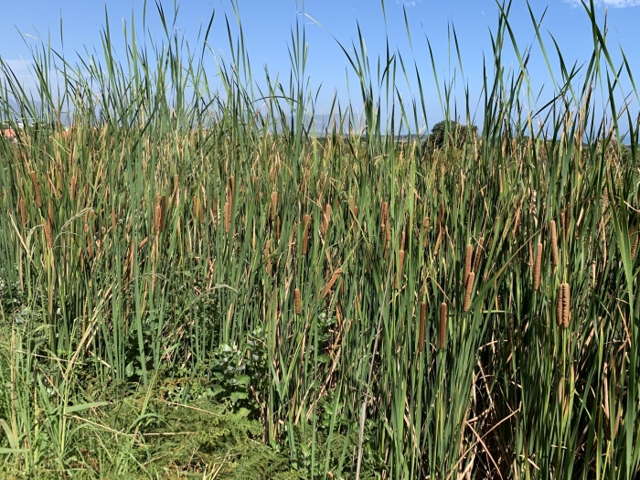 Typha capensis image