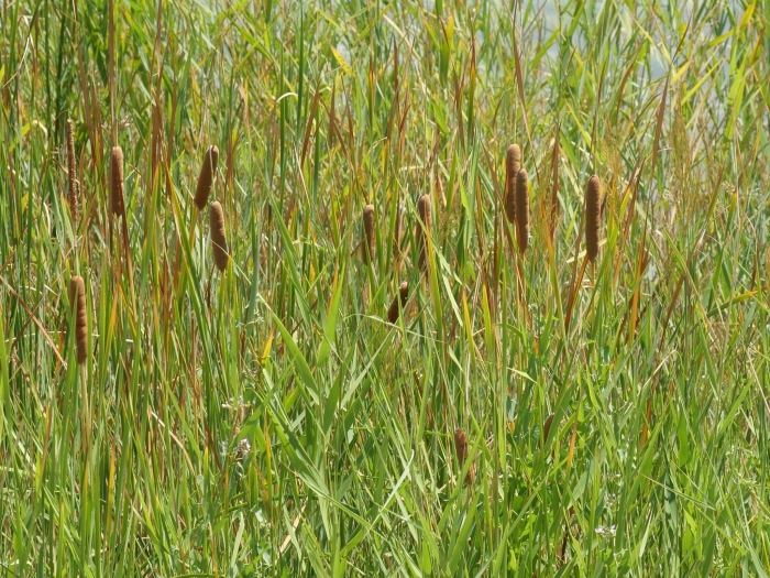Typha domingensis image