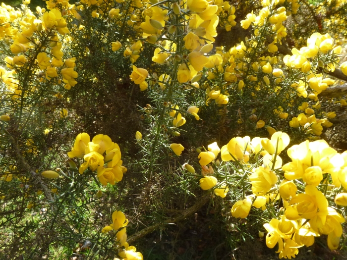 Ulex europaeus image