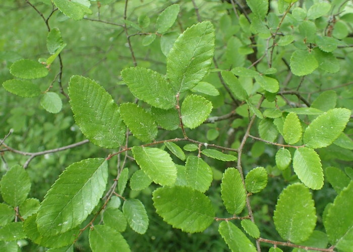 Ulmus crassifolia image