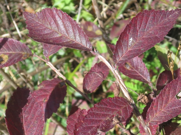 Ulmus davidiana image