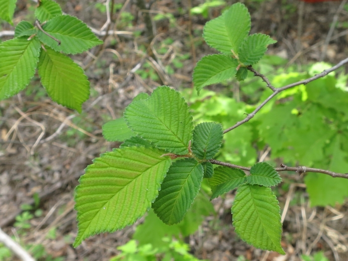 Ulmus japonica image