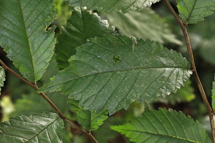 Ulmus glabra image