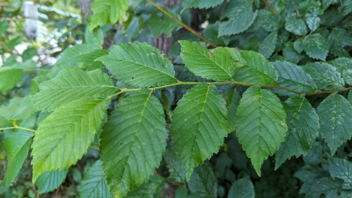 Ulmus ×hollandica image