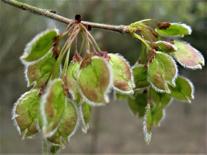 Ulmus laevis image