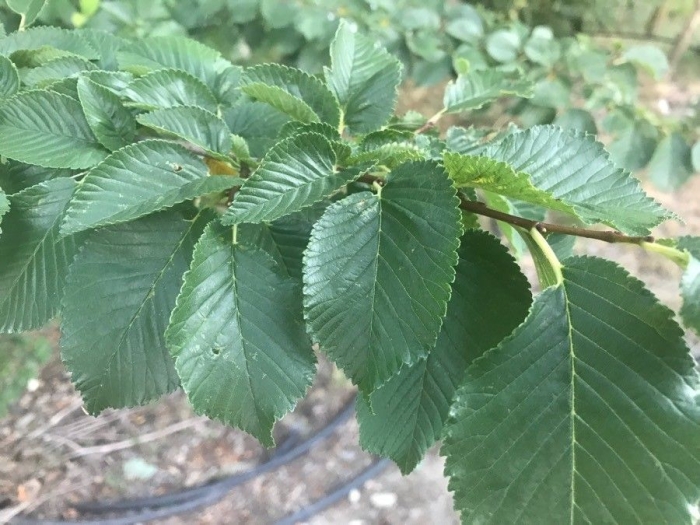 Ulmus minor image