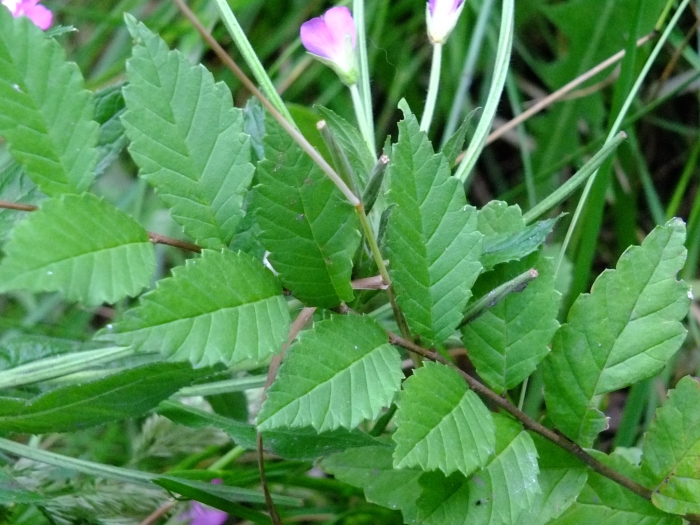 Ulmus pumila image