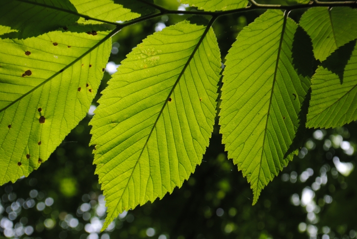 Ulmus rubra image