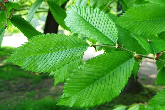 Ulmus thomasii image