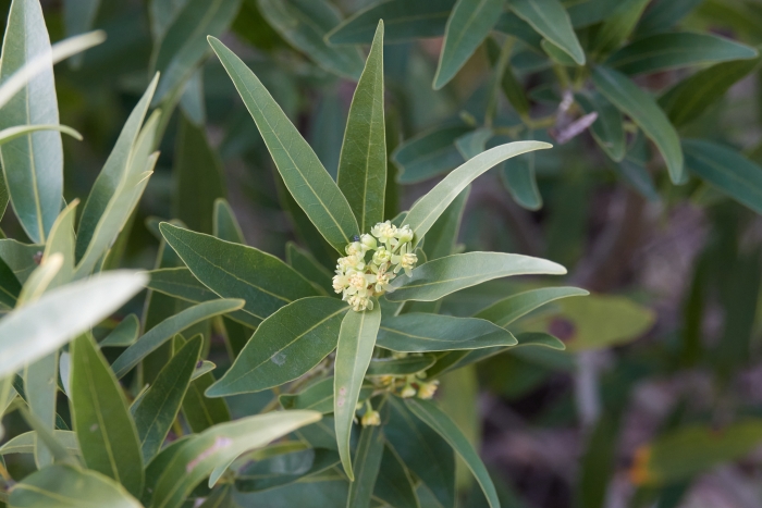 Umbellularia californica image