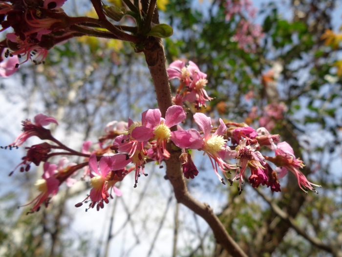 Ungnadia speciosa image