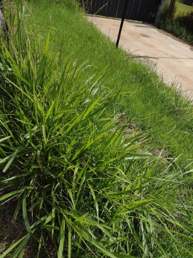 Urochloa brizantha image