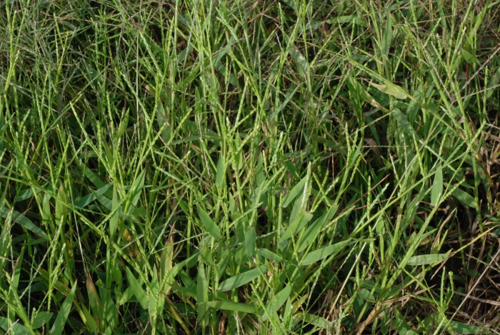 Urochloa platyphylla image