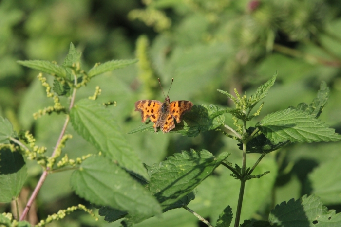 Urtica dioica image