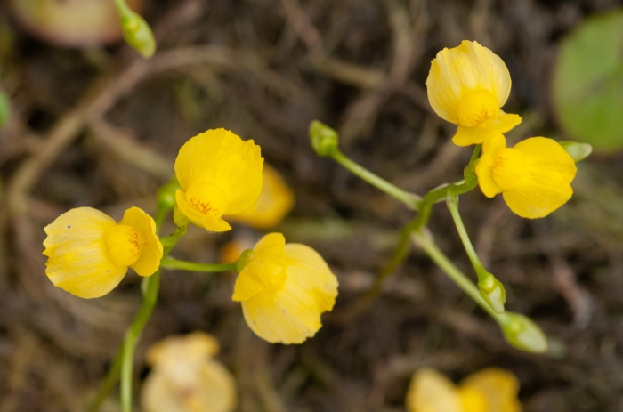 Utricularia aurea image