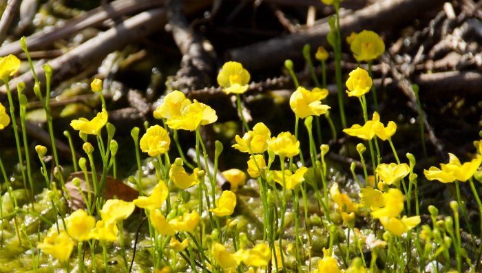 Utricularia gibba image
