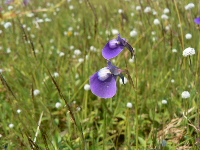 Utricularia graminifolia image