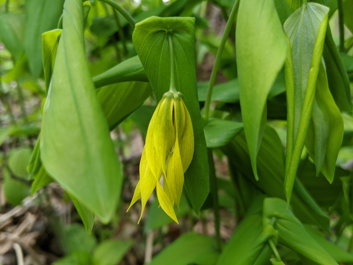 Uvularia grandiflora image