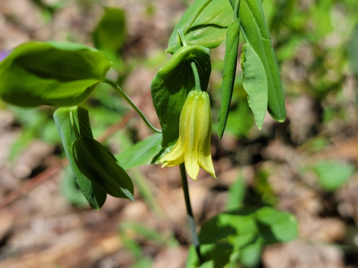 Uvularia perfoliata image