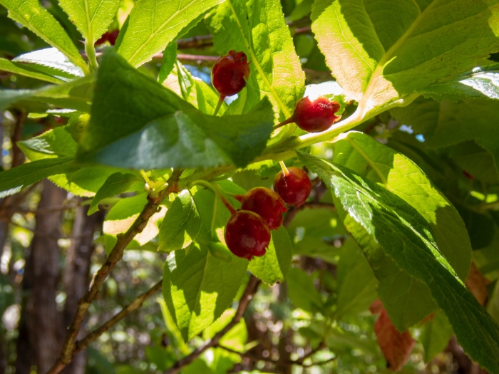 Vaccinium calycinum image