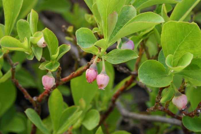 Vaccinium cespitosum image