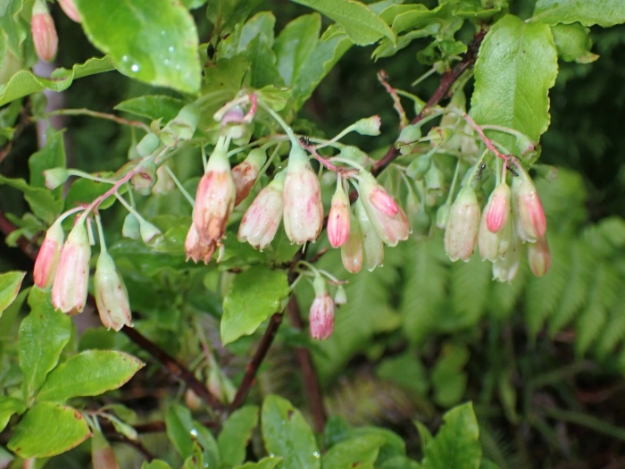 Vaccinium cylindraceum image