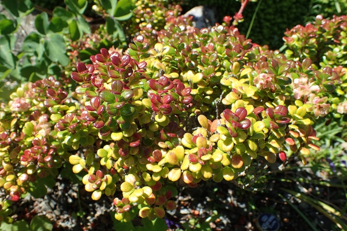 Vaccinium delavayi image