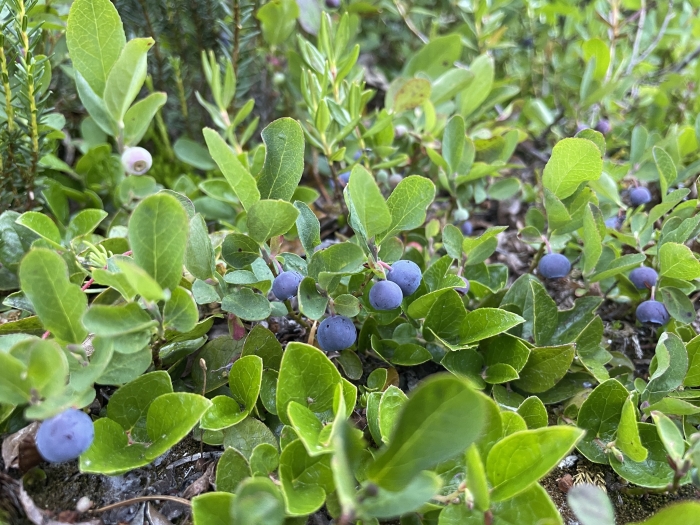 Vaccinium deliciosum image
