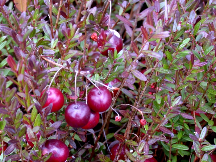 Vaccinium macrocarpon image