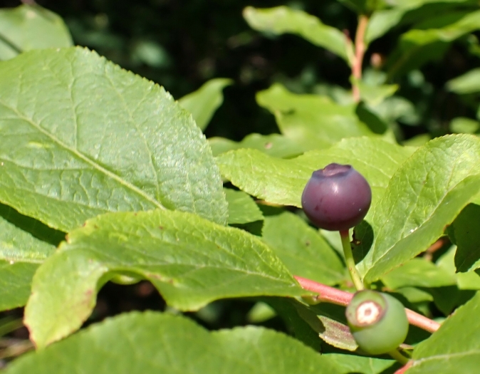 Vaccinium membranaceum image