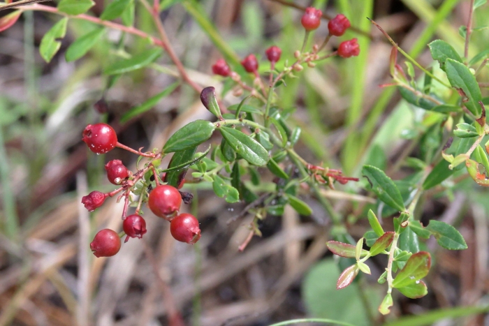 Vaccinium myrsinites image