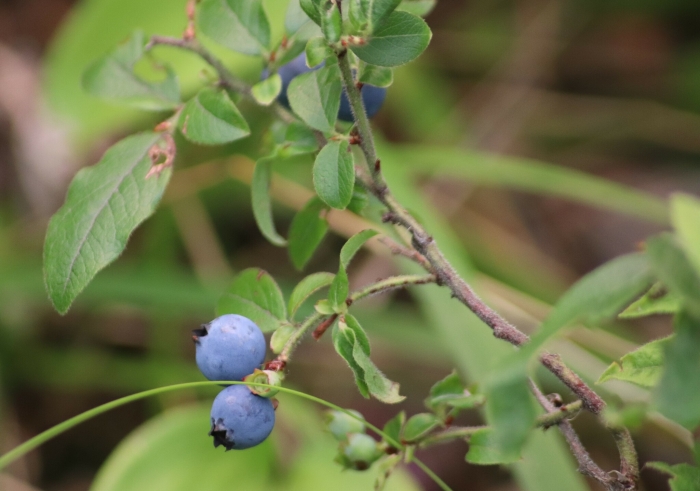 Vaccinium myrtilloides image