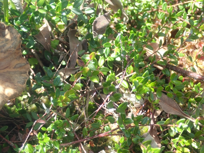 Vaccinium oxycoccos image