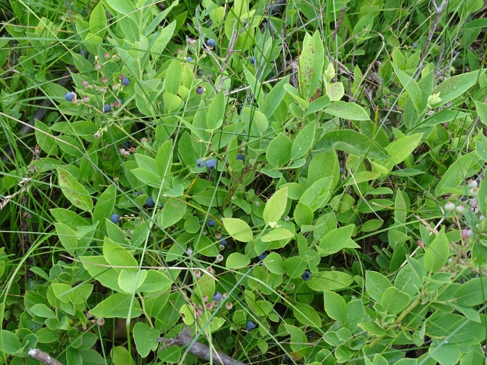 Vaccinium pallidum image
