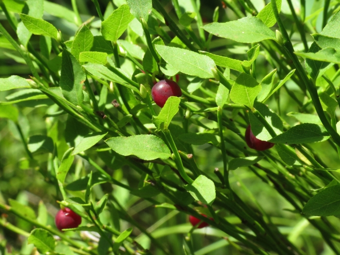 Vaccinium scoparium image