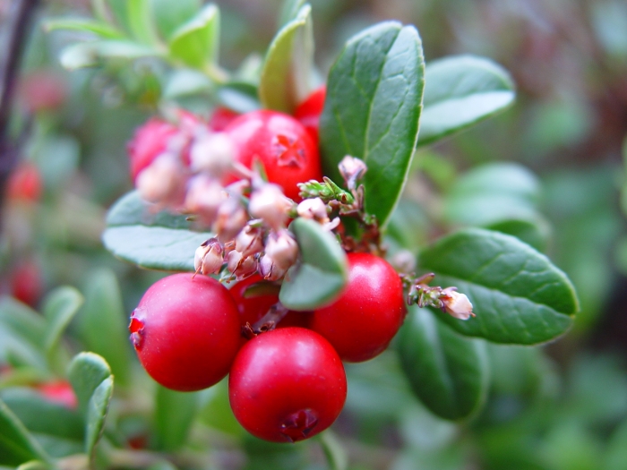 Vaccinium vitis-idaea image