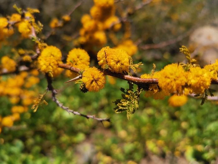 Vachellia caven image