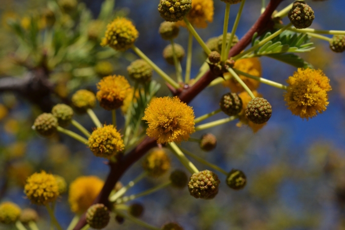 Vachellia erioloba image
