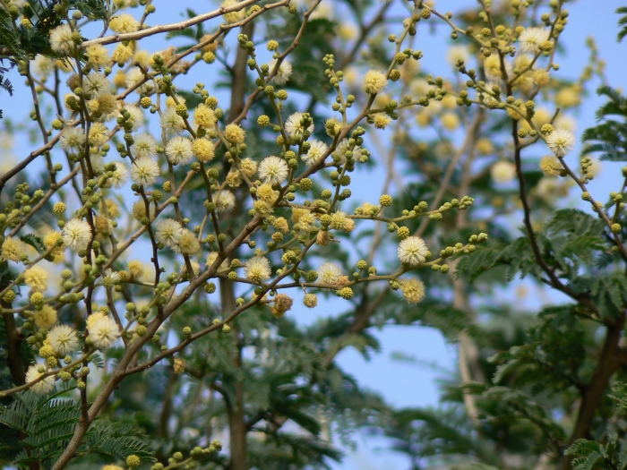 Vachellia leucophloea image